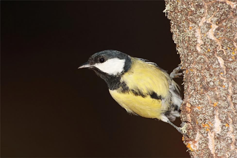 Imagen 63 de la galería de Carbonero común - Great tit (Parus major)